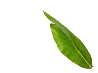 Single green leaf isolated on transparent background