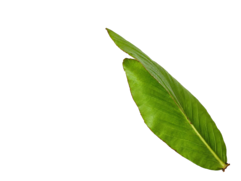 Single green leaf isolated on transparent background - Powered by Adobe