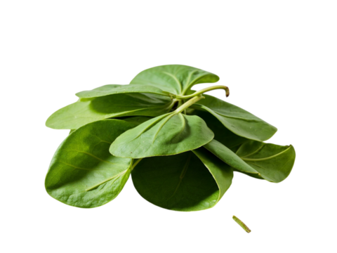 Fresh green leaves bunch isolated on transparent background