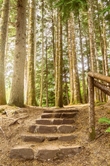 Stone stairs leading up a path through pine trees in a forest of the Scottish Highlands