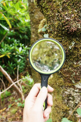 Hand holding magnifying glass exploring moss and lichen on tree trunk in the Scottish Highlands, environmental research concept