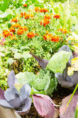 Orange marigolds growing near cabbages in a garden