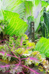 Wooden label indicating kale growing among other vegetables in a garden
