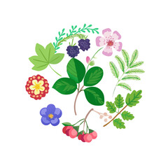 Vibrant floral circle with berries and leaves png transparent background