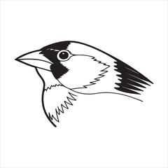 Western Tanager Bird – Vivid North American Songbird in Natural Habitat