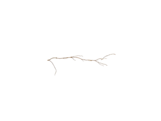 Thin brown twig branch isolated on transparent background
