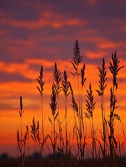 Silhouette of Tall Grass Against Vibrant Orange Sunset Sky