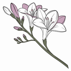 Delicate freesia flowers branch line art illustration botanical design element