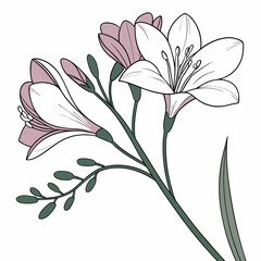 Delicate freesia flowers botanical illustration white background