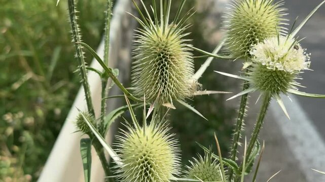 Close-up of a thistle at the edge of the road