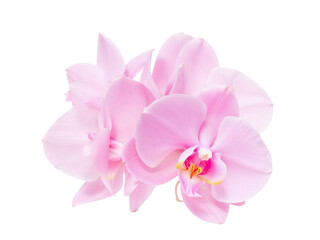 Obraz premium Pink orchid flowers cluster isolated on transparent background