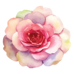 Watercolor Rose Flower in Pink and Purple Tones  Floral Art Illustration