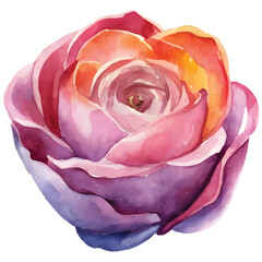 Watercolor Rose Flower in Pink and Purple Tones  Floral Art Illustration