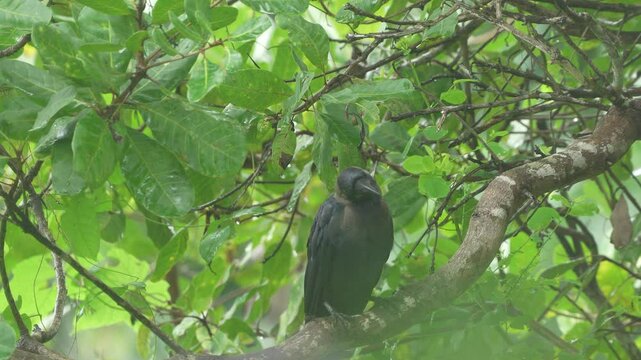 a black crow sitting and  relaxing in a cashew nut tree during a rainy season in Kerala India
