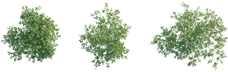 Arbutus unedo Tree plan top view 4k png cutout transparent background © DH Tree Stock