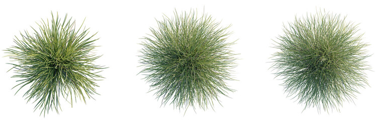 Carex praegracilis Tree plan top view 4k png cutout transparent background isolate