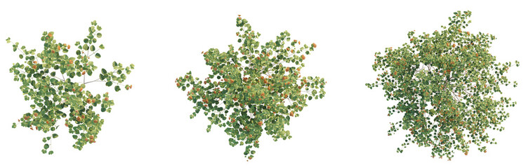 Lantana camara Tree plan top view 4k png cutout transparent background isolate