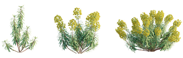 Euphorbia characias subsp Wulfenii Tree 4k png cutout transparent background