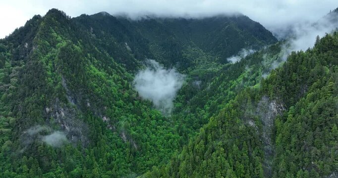 Aerial footage of beautiful forest landscape in Sichuan, China