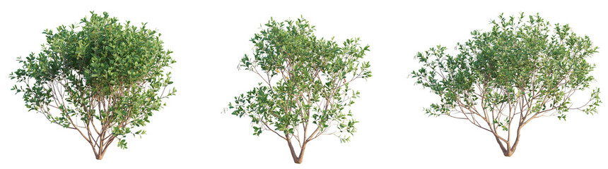 Arbutus unedo Tree 4k png cutout transparent background isolate © DH Tree Stock