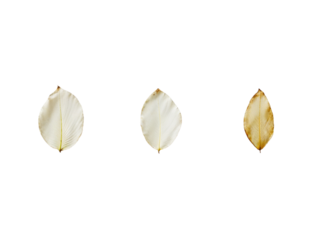 Three dried leaves stages isolated on transparent background