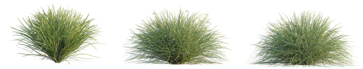 Carex praegracilis Tree 4k png cutout transparent background