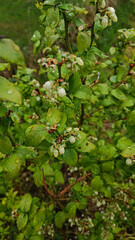 Garden blueberry bush with green berries during or after rain. Photographed on a phone, view from above