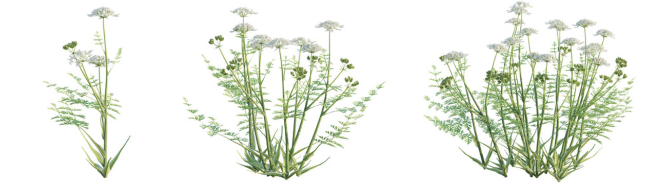 Orlaya grandiflora Tree 4k png cutout transparent background isolate