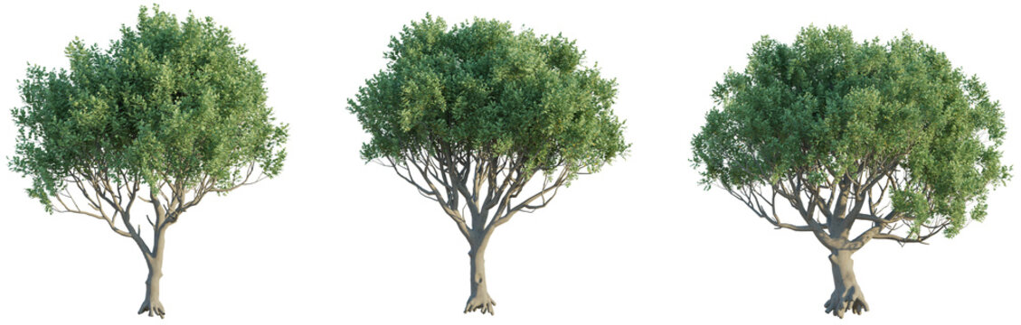 Ceratonia siliqua Tree 4k png cutout transparent background