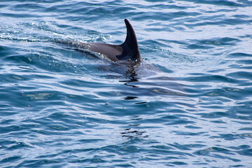 dolphin in the water