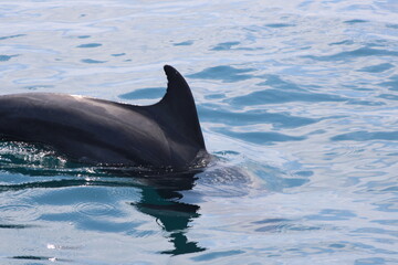 Obraz premium dolphin in the water