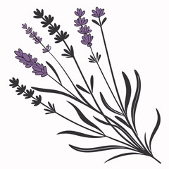 Professional lavender sprig cutout, isolated on white background, transparent png