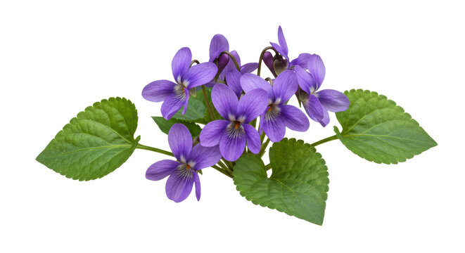 Isolated bunch of purple violets with leaves