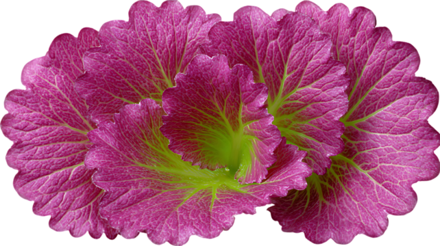 Macro shot of vibrant pink and green plant leaves against a black background