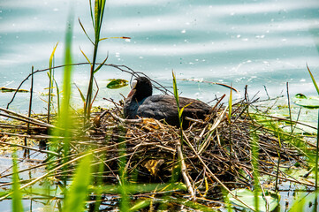 Ein Blässhuhn brütet im Nest welches im See gebaut wurde