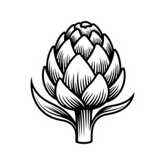 Engraved artichoke illustration black and white