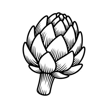 black and white artichoke drawing clip art preview