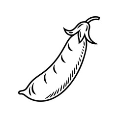 Single fresh pea pod line drawing illustration