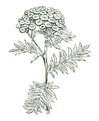 Tansy wildflower, pharmacy, medical plant, outline hand drawn vector botanical illustration isolated on white