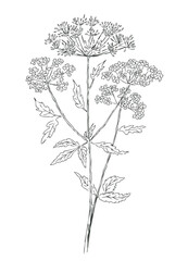 Umbrella plant, wildflower bunch, outline hand drawn vector botanical illustration isolated on white