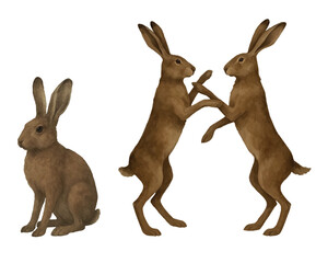 Vector watercolor clipart of brown hare standing on a white background. Hand-painted realistic animal art, perfect for textile design, print materials, packaging, posters, and decorative projects