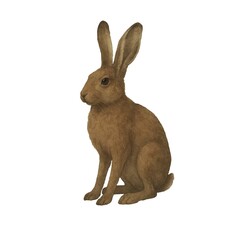 Watercolor illustration of brown hare standing on a white background. Hand-painted realistic animal art, perfect for textile design, print materials, packaging, posters, and decorative projects