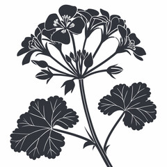 black and white perennial geraniums