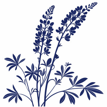 black and white  blue false indigo