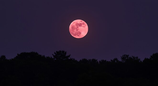 Strawberry Moon Rising Above Dark Forest Silhouette in a Deep Purple Sky