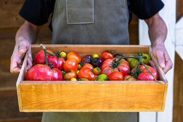 Wooden box full of picked tomatoes in farmers hands, wearing rustic apron. Backyard crop capture featuring farm-to-table food and green gardening