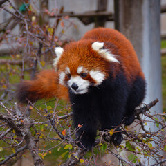 Obraz premium red panda in tree