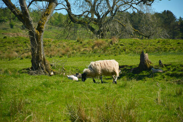 sheep in the field
