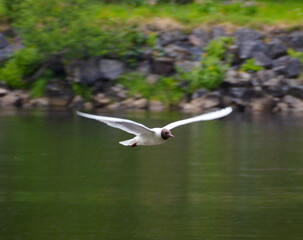 seagull in flight