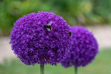 red tailed bumblebee collecting pollen from beautiful purple flowers of black garlic allium nigrum